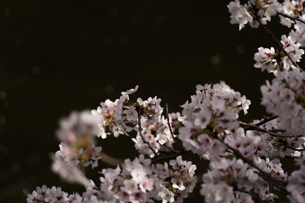 a close up of flowers