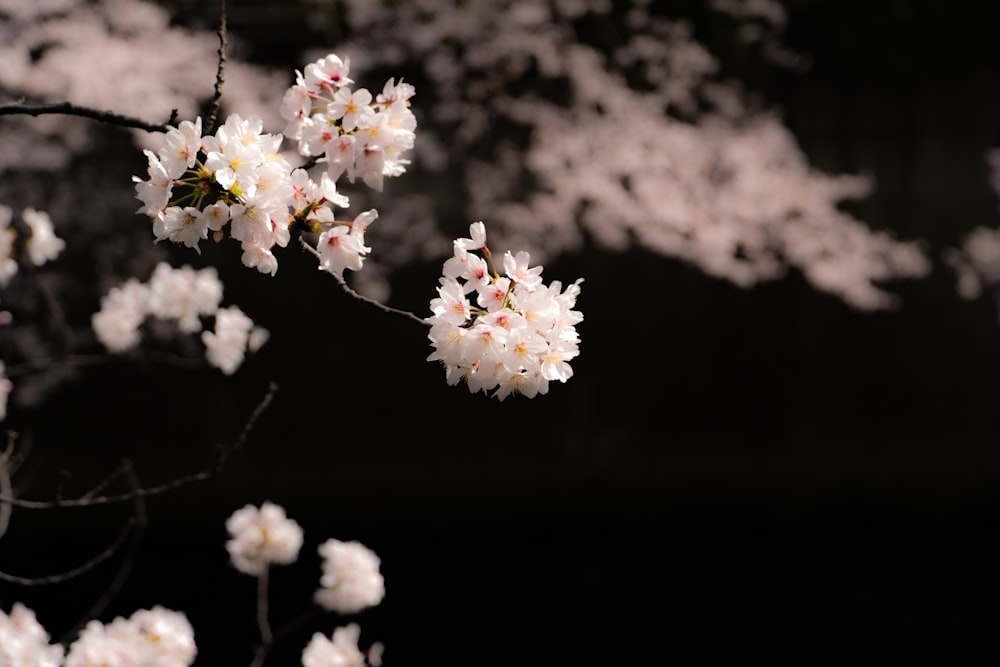 un gros plan de quelques fleurs