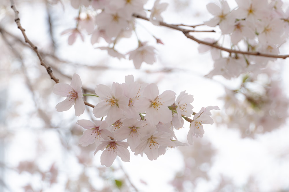 a close up of white flowers