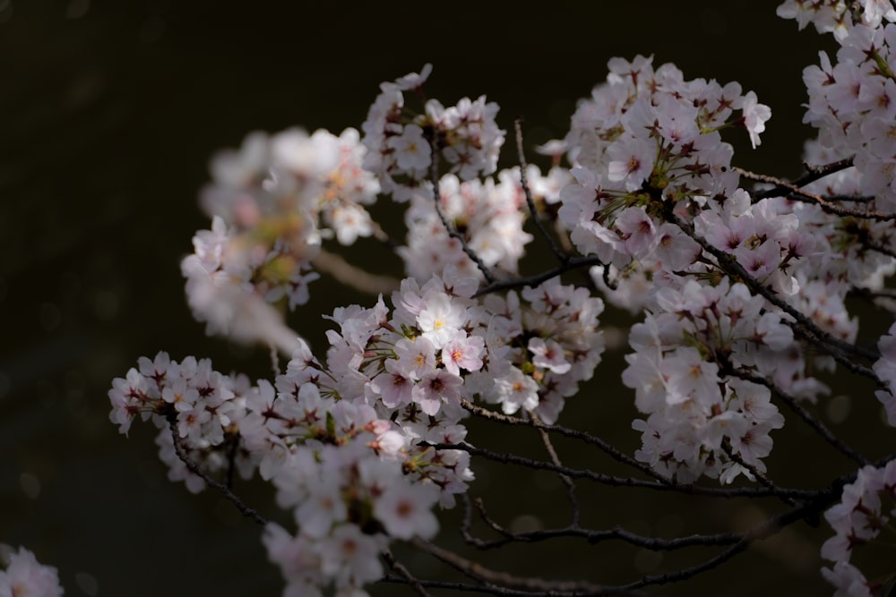 un gros plan de quelques fleurs