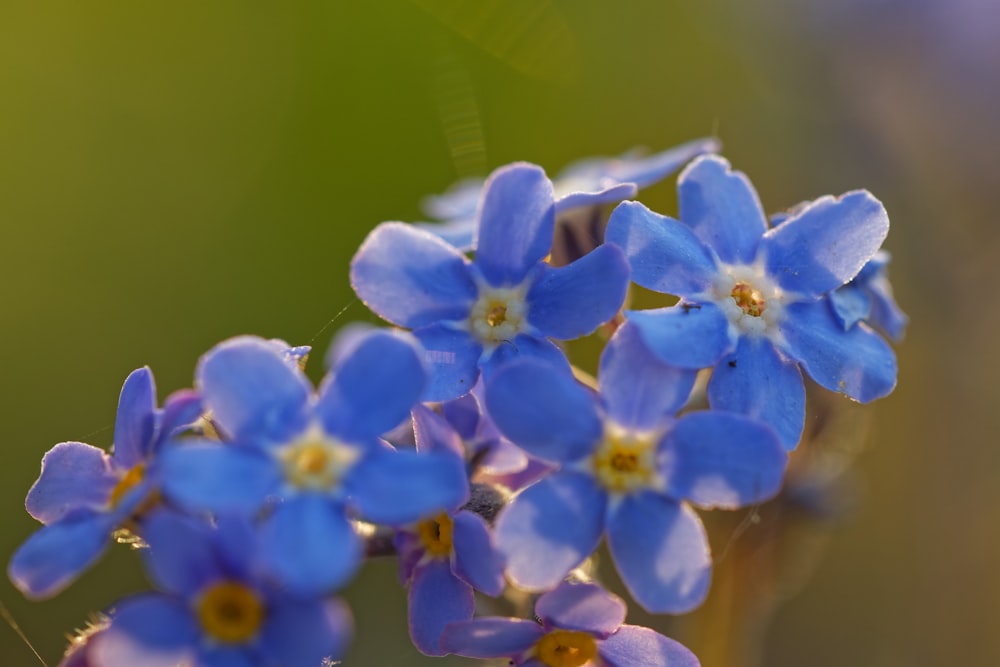 a group of blue flowers