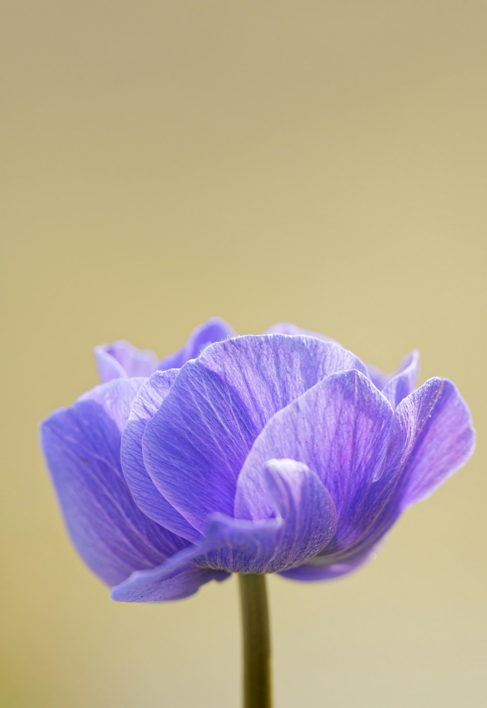 a close up of a flower