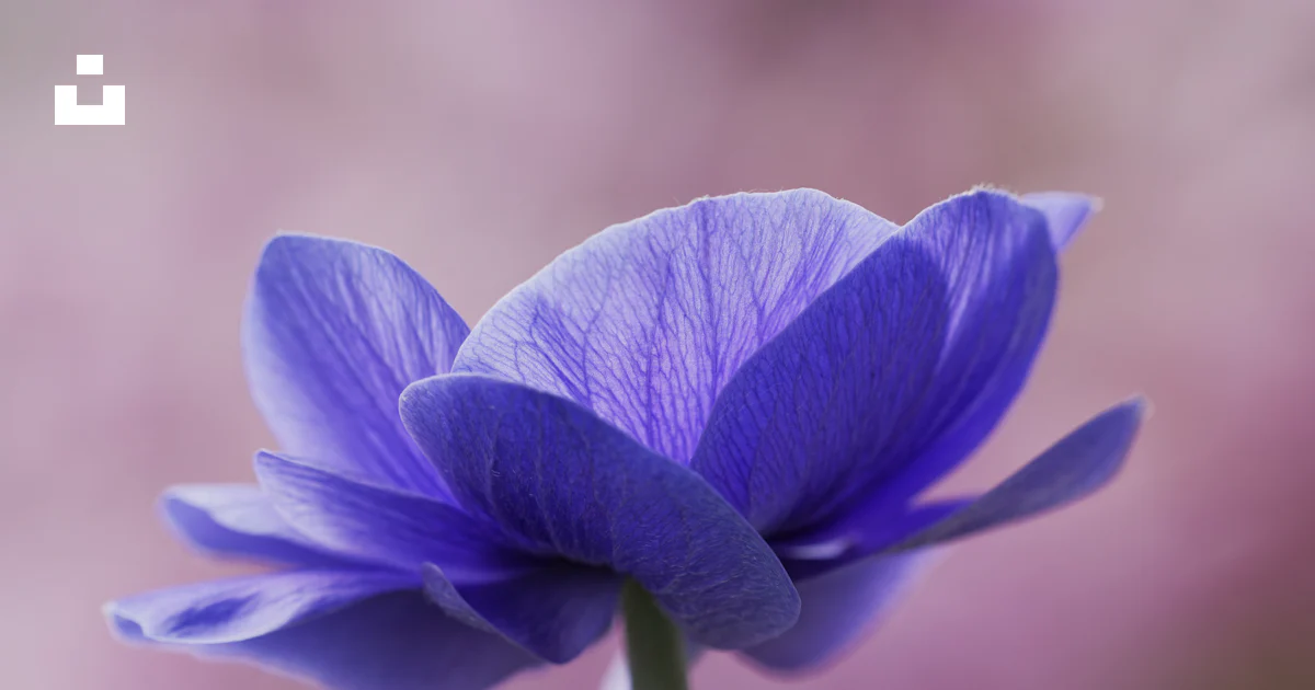 A close up of a flower photo – Free Flower Image on Unsplash