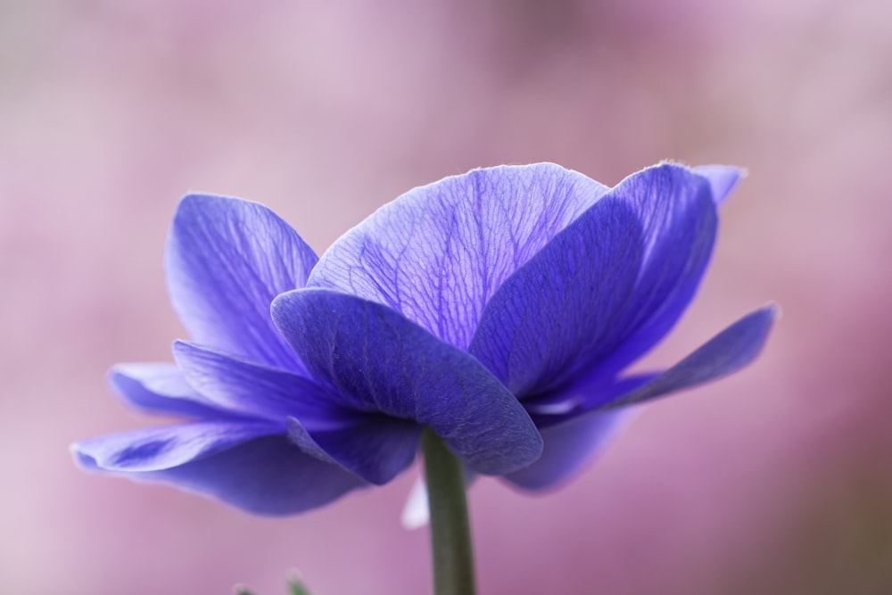 a close up of a flower