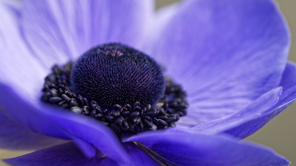 a close up of a purple flower