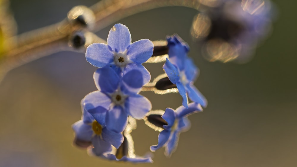 a close up of blue flowers