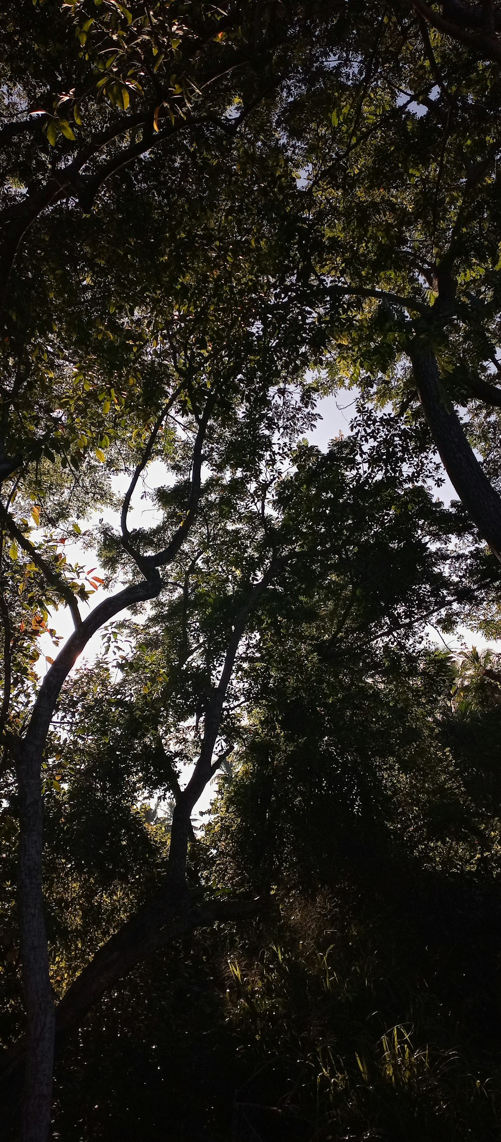 looking up at trees and sky