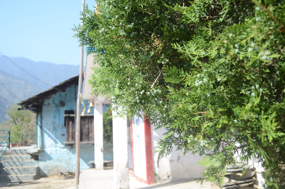 a building with a tree in front of it