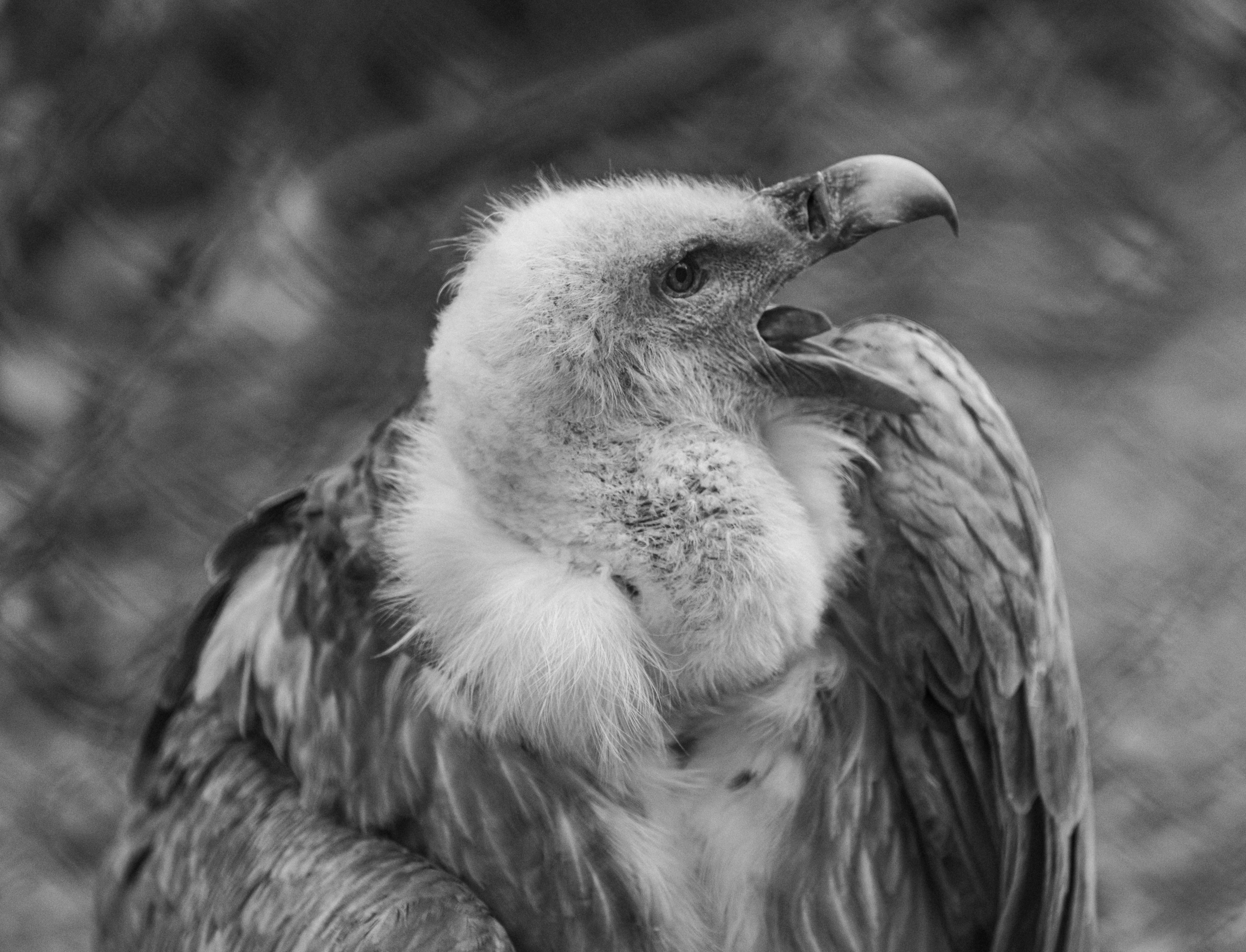 un oiseau à tête blanche