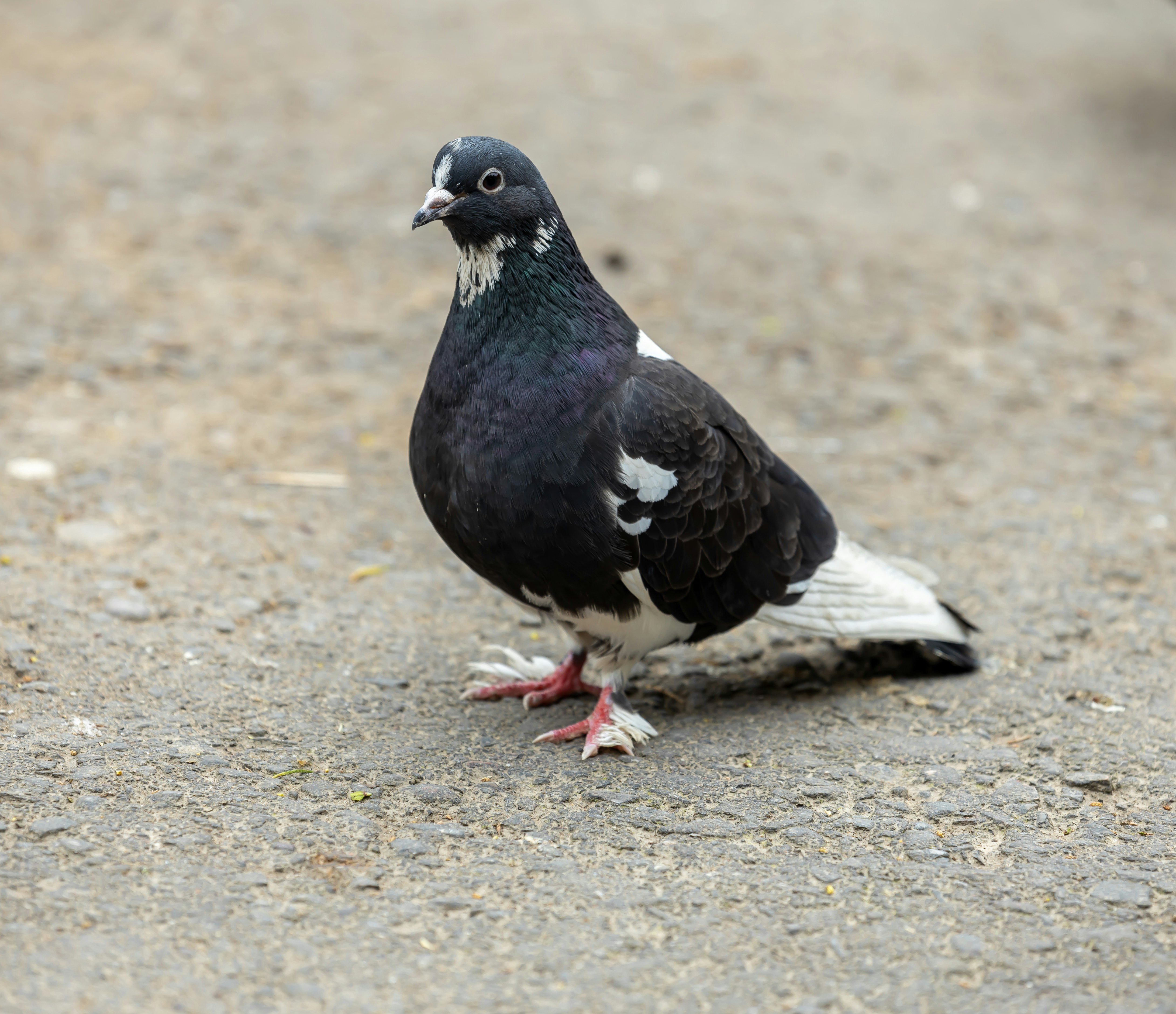 Photo by sultanikromov