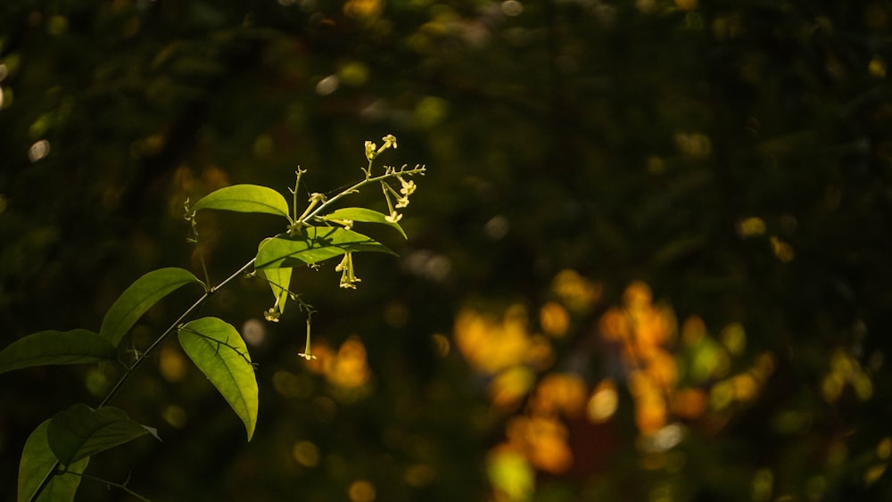 a close up of a plant