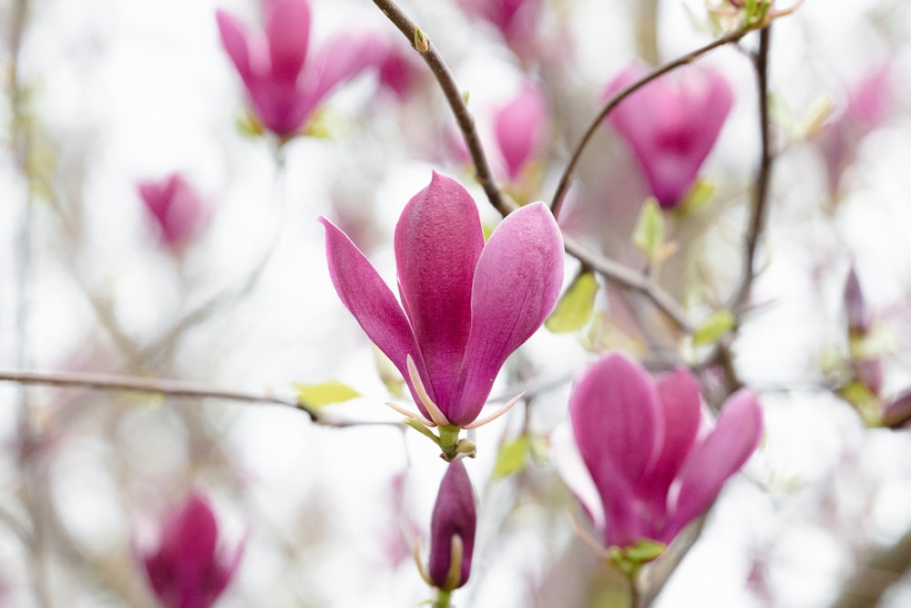 a close up of a flower