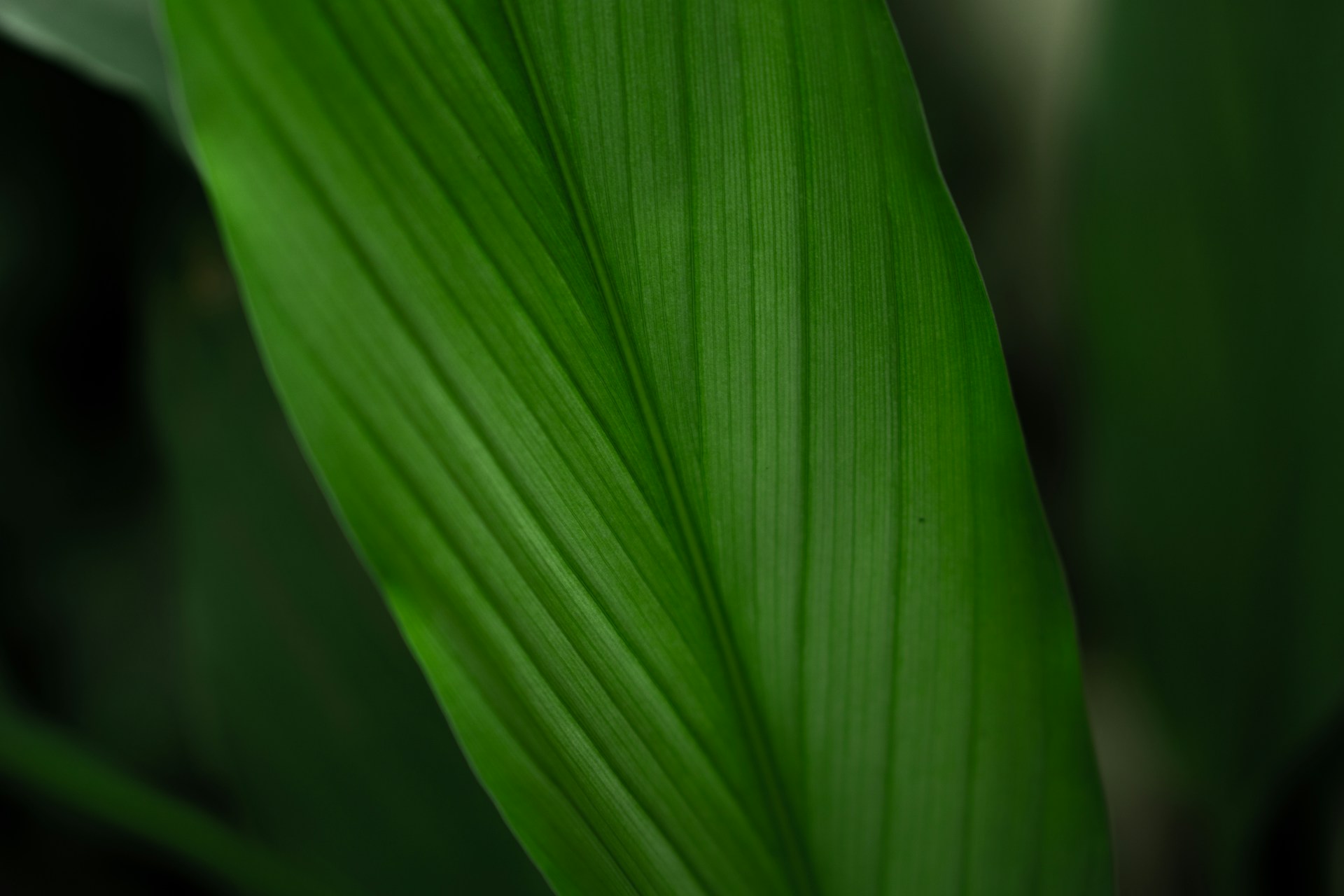 close up of a leaf