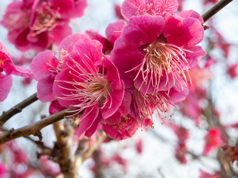 a close up of pink flowers