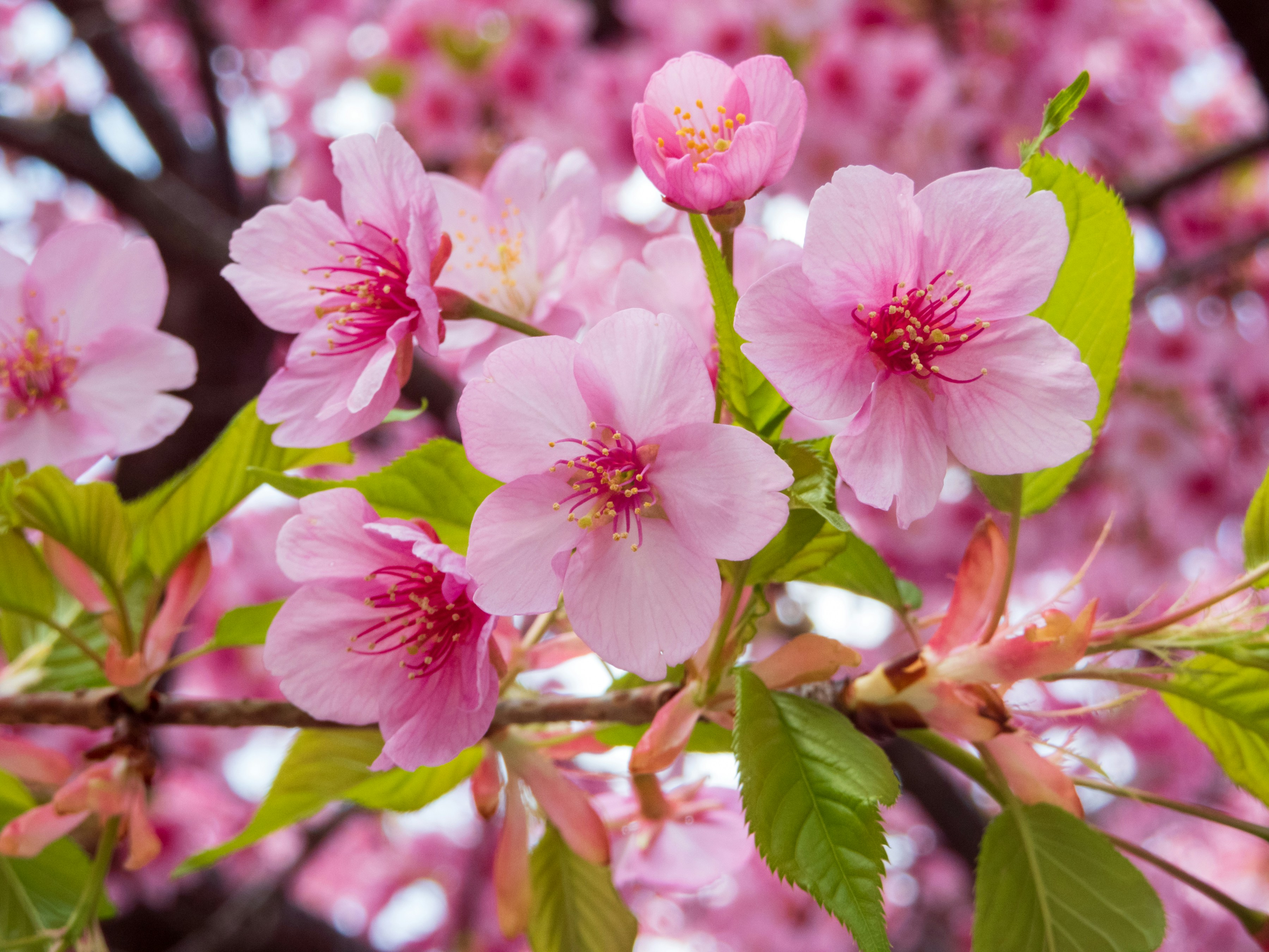 Photo by heppoko_yama