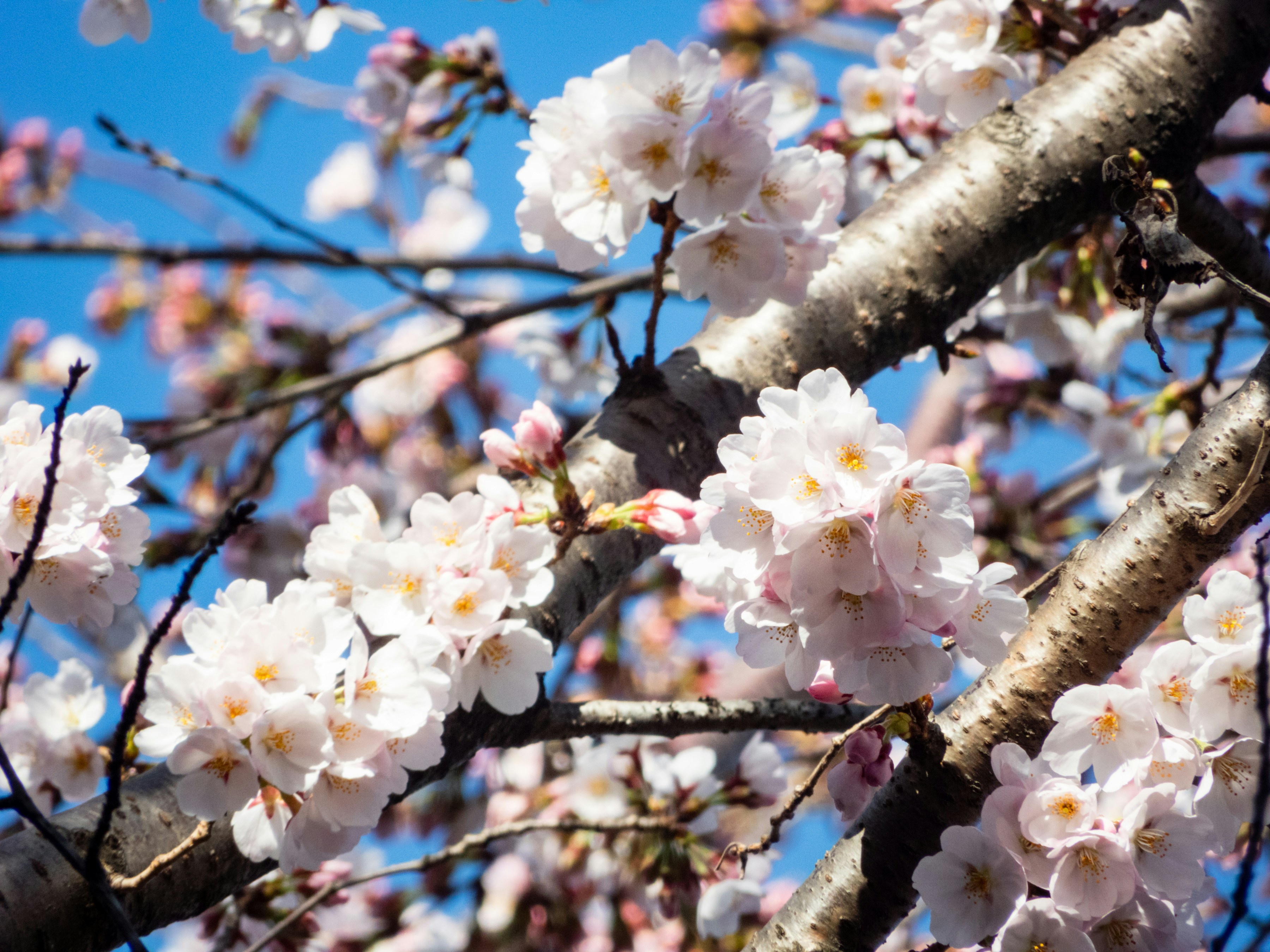 Photo by heppoko_yama