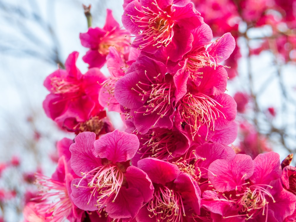 a close up of pink flowers