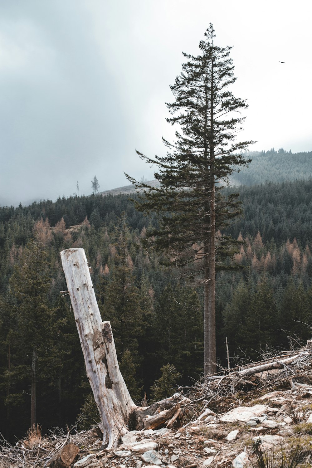 a tree stump in a forest