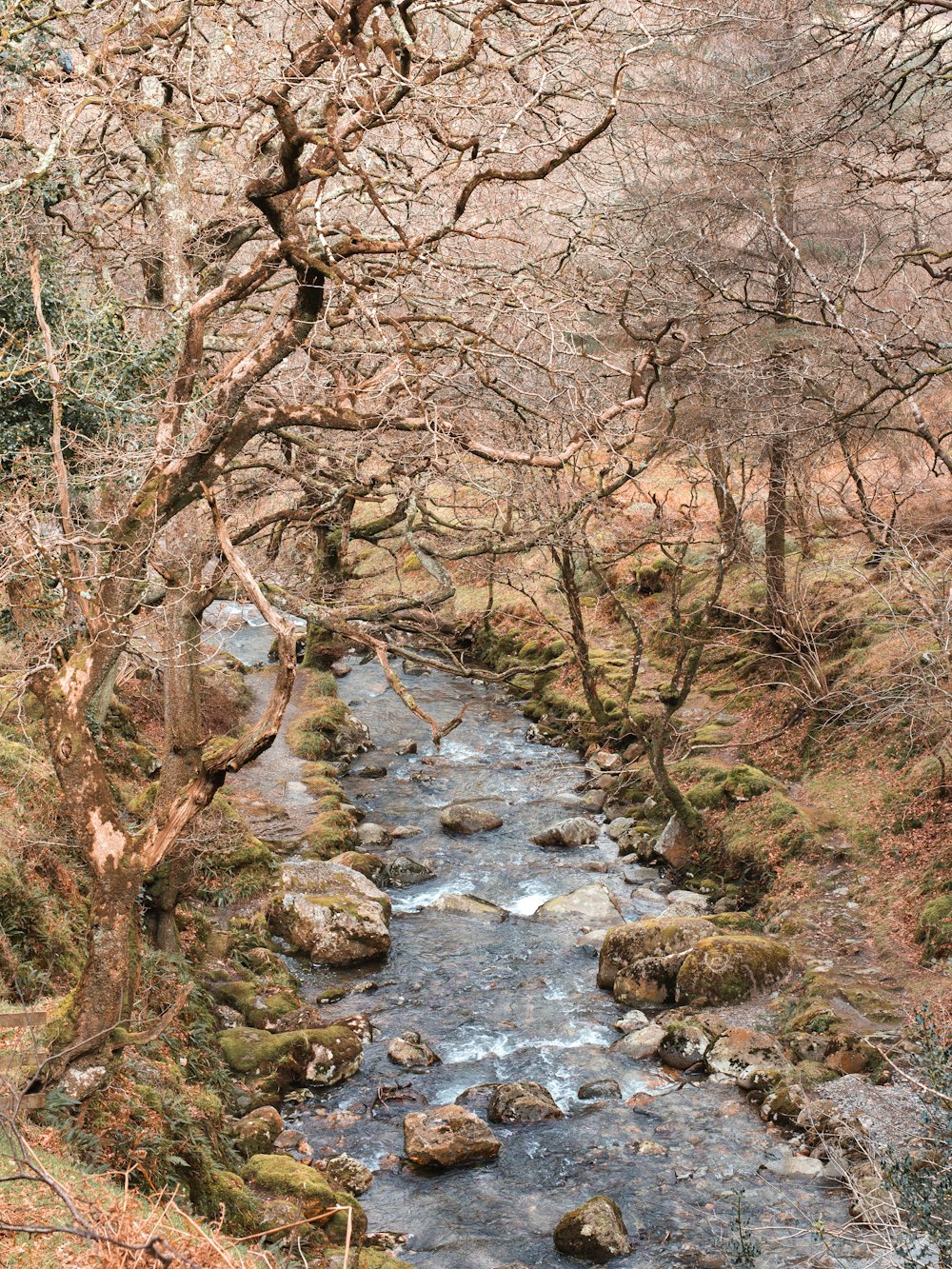 a stream with trees around it