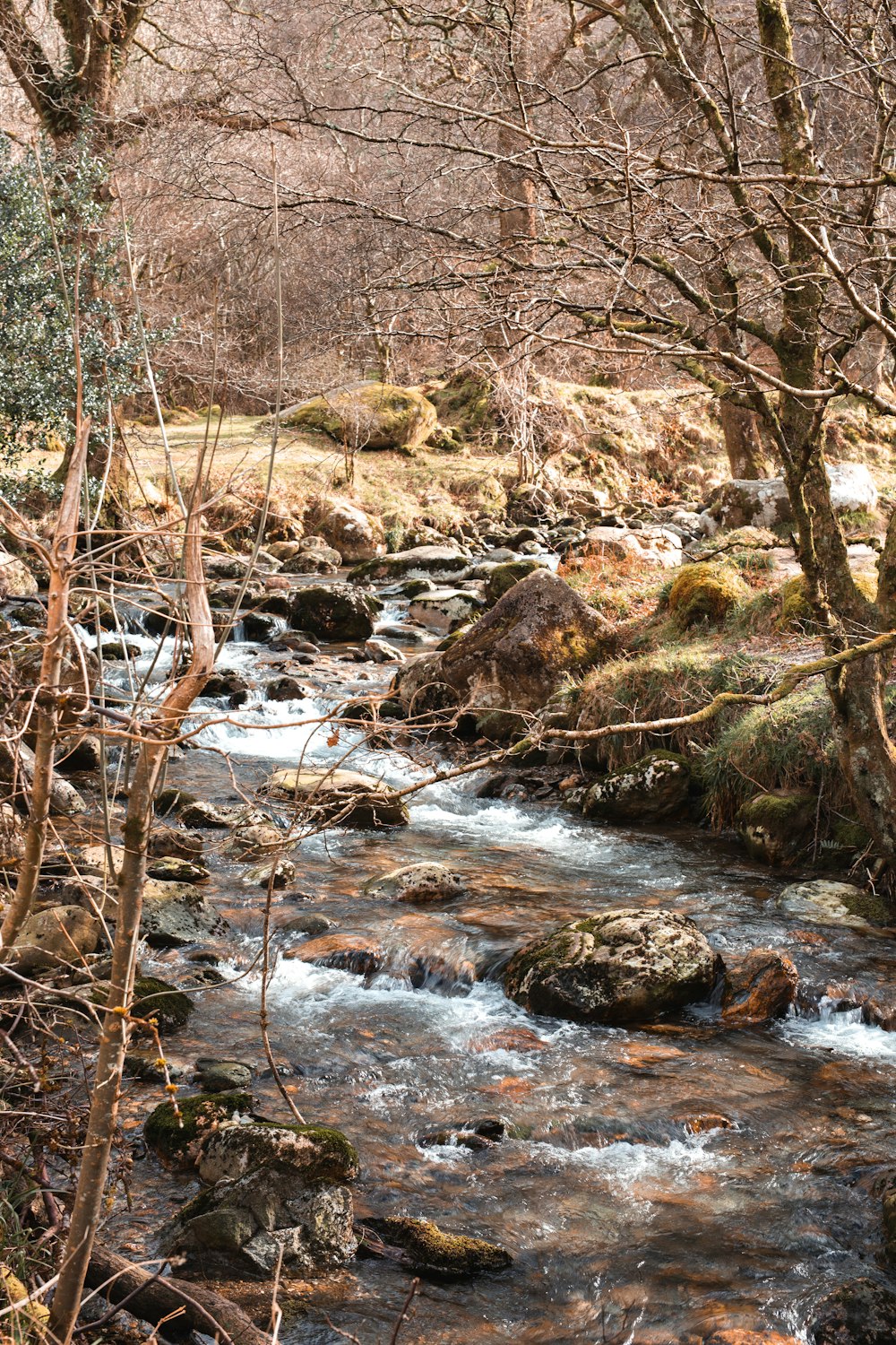 a river with rocks and trees