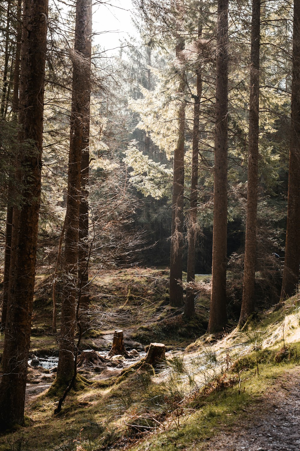 a forest with trees