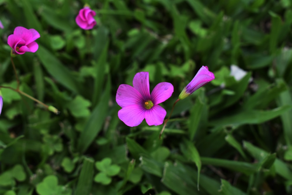 a group of purple flowers