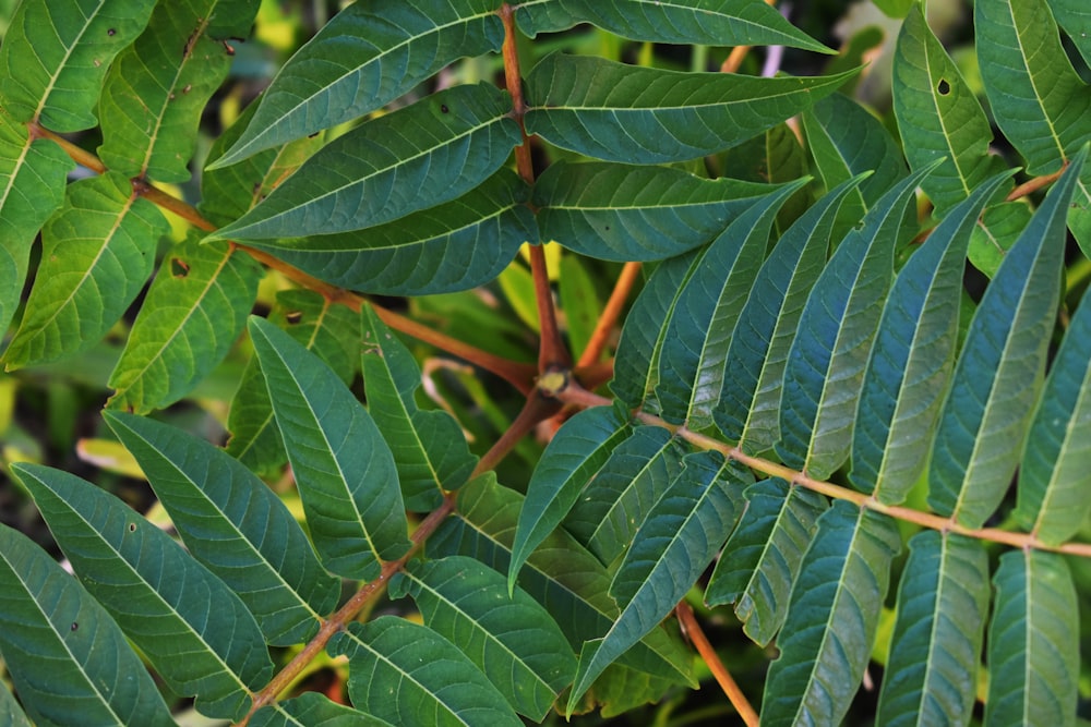 a close-up of some leaves