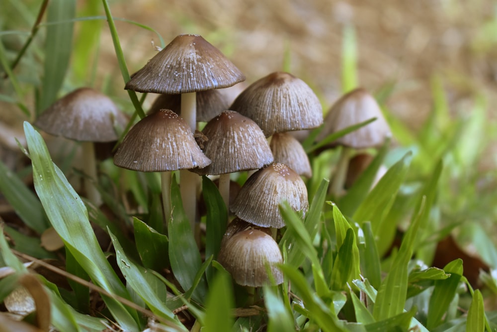 a group of mushrooms growing in the grass