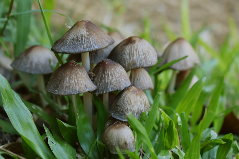 a group of mushrooms growing in the grass