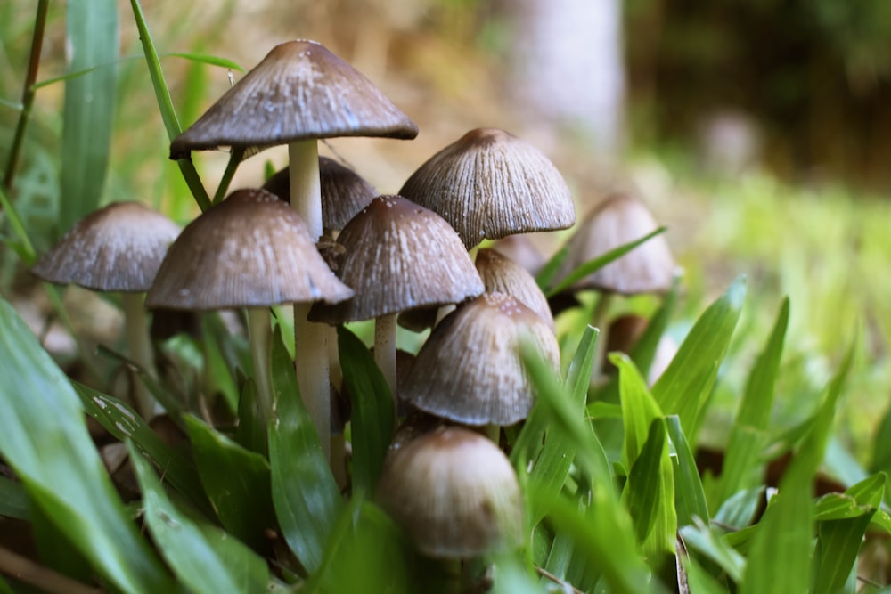 a group of mushrooms growing in the grass