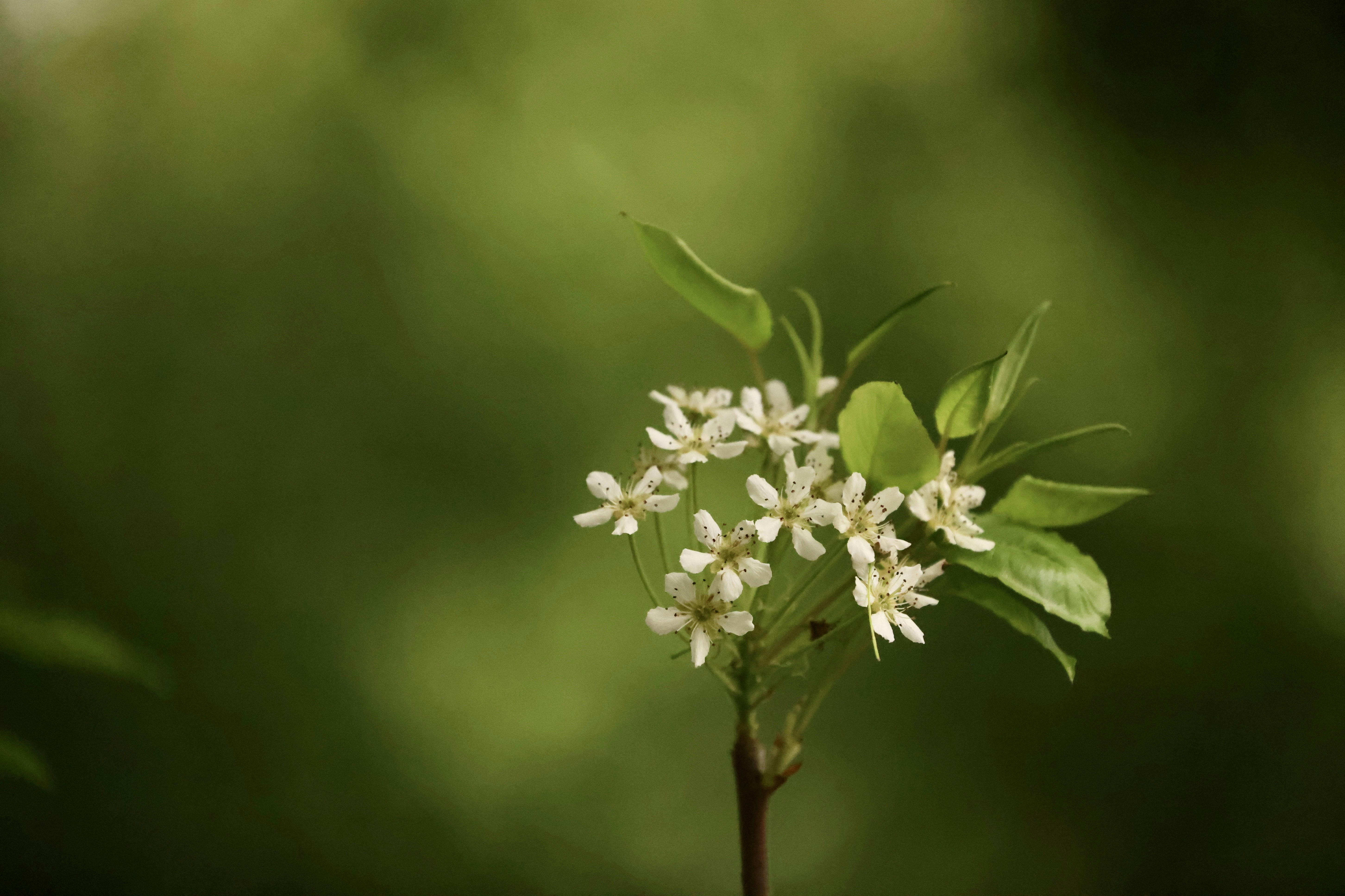 Photo by dickenslin76