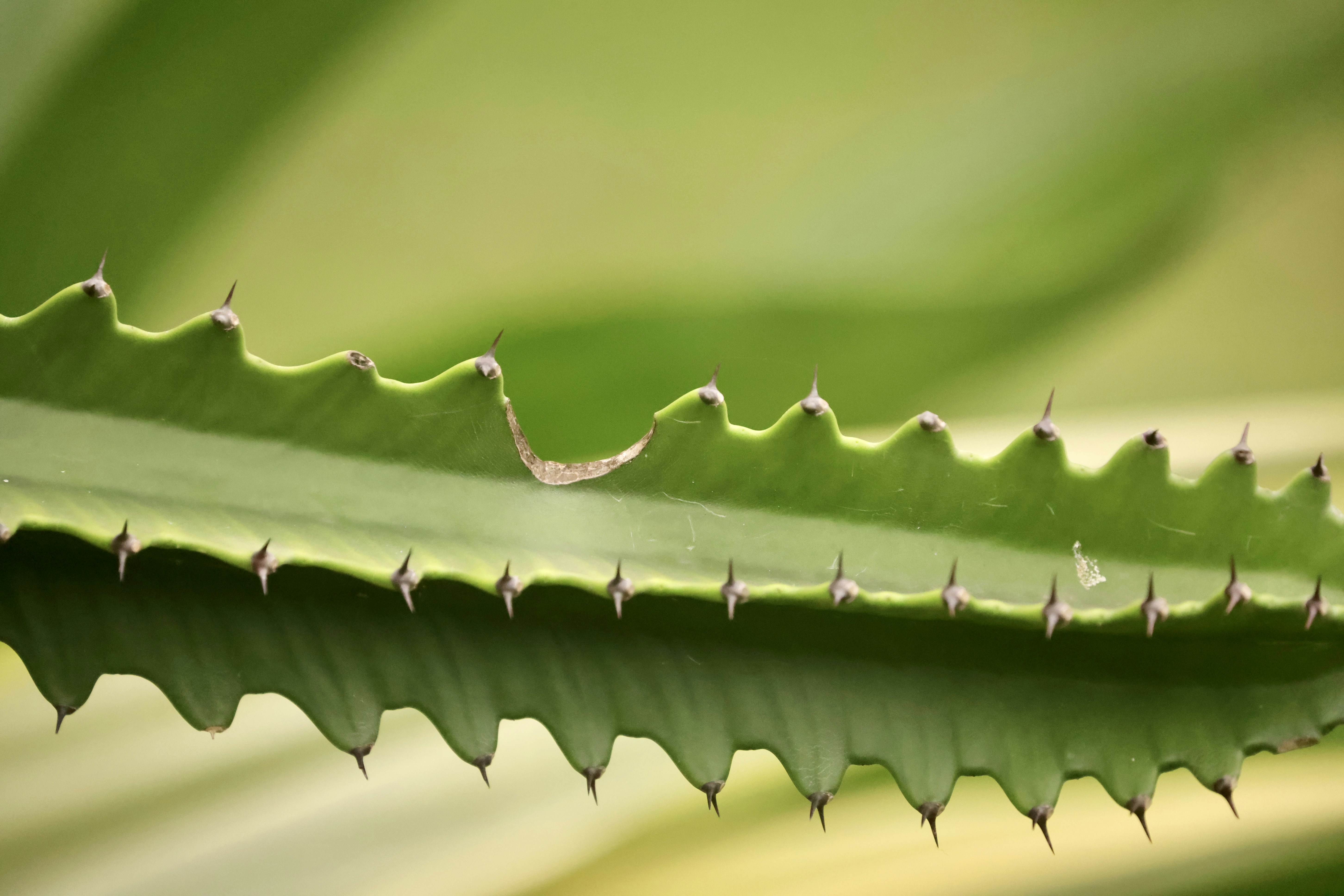 Photo by dickenslin76