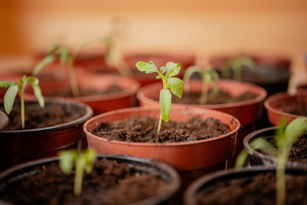 a group of plants in pots