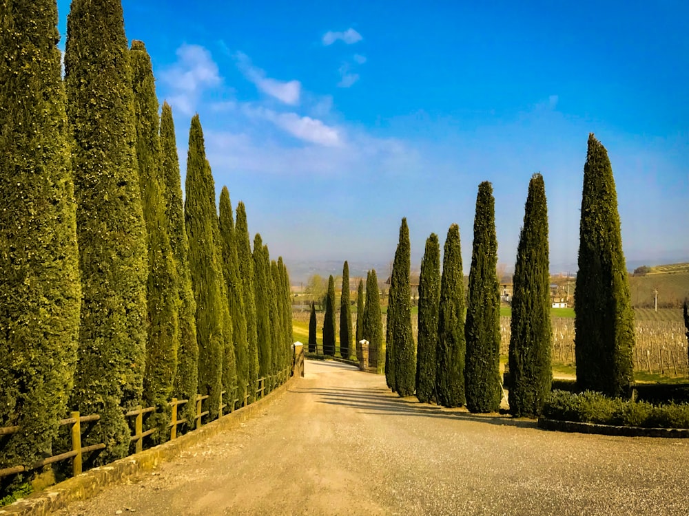 a road lined with cactus