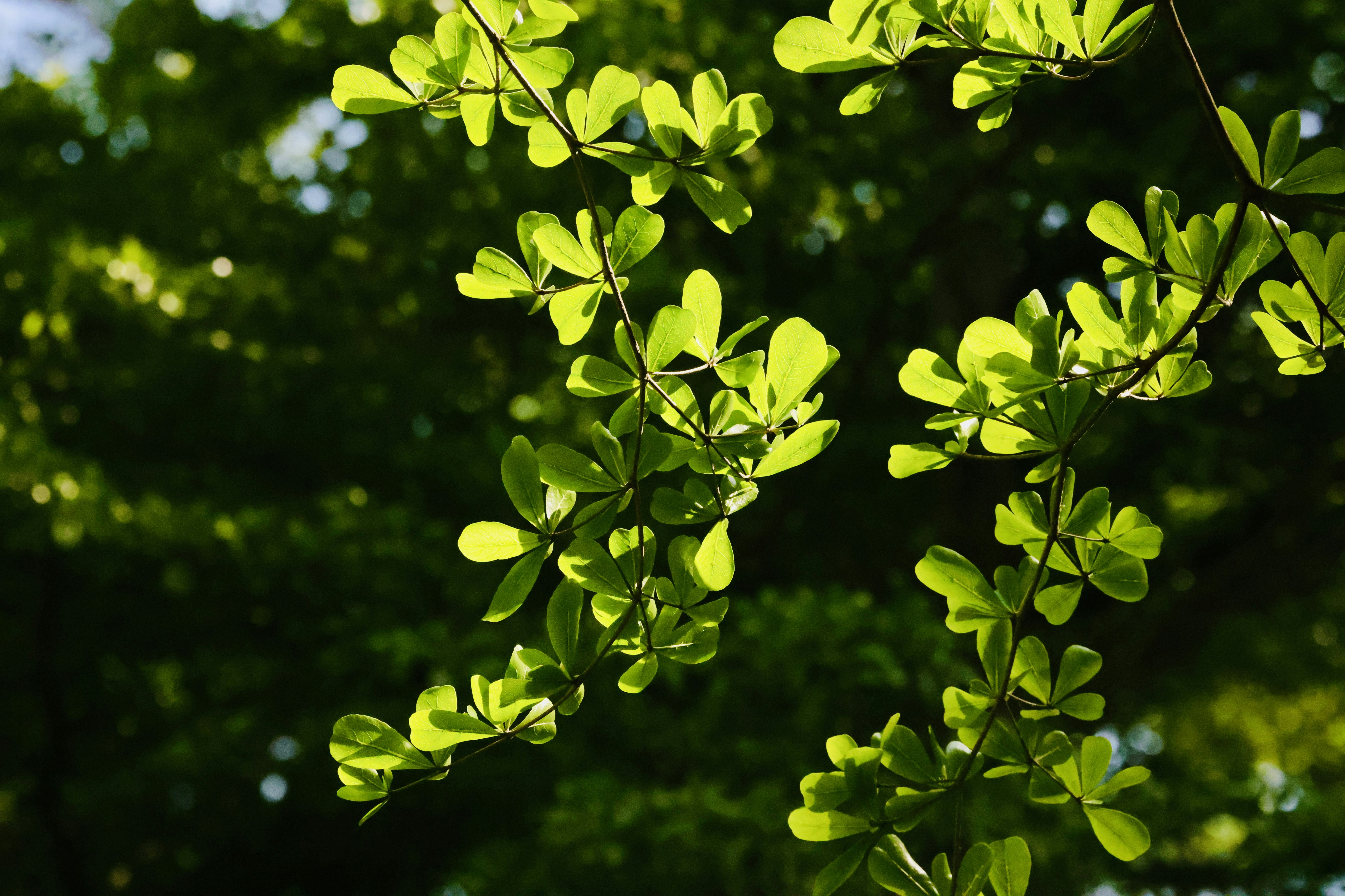 Photo by dickenslin76