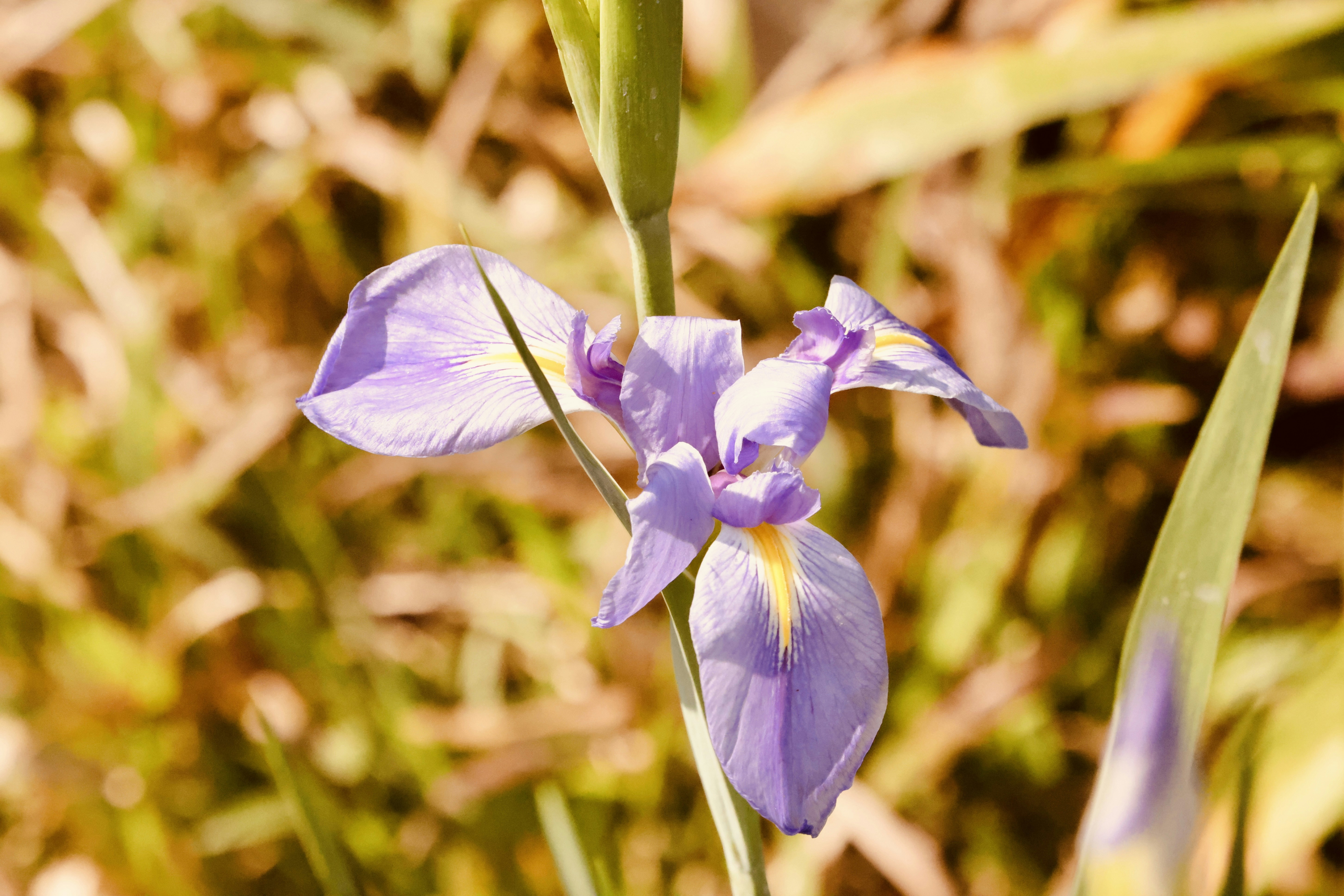 Photo by dickenslin76