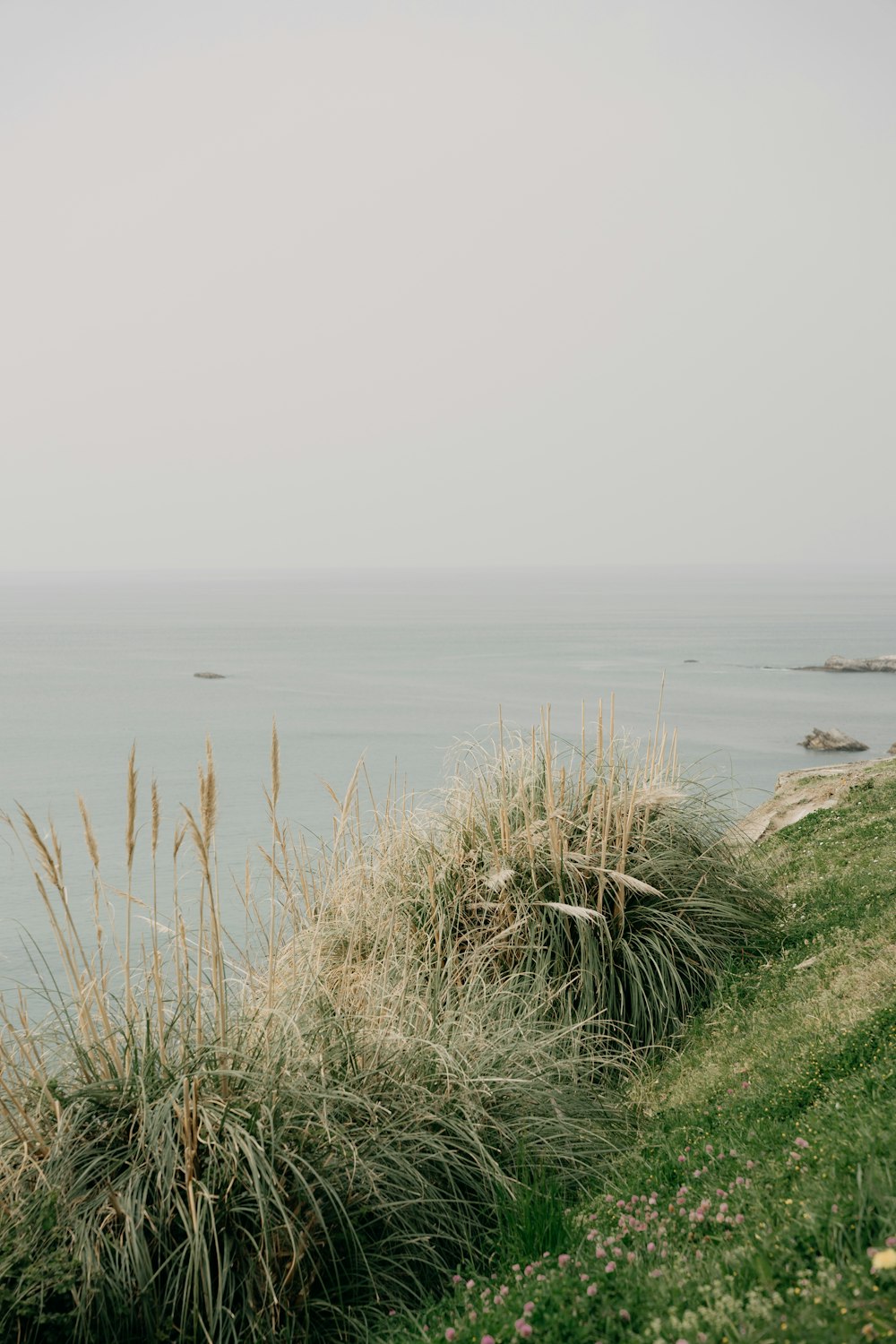 a grassy area next to a body of water