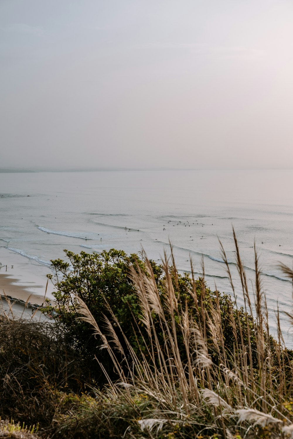 a beach with grass and water