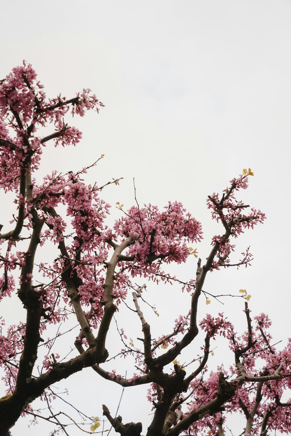a group of pink flowers on a tree
