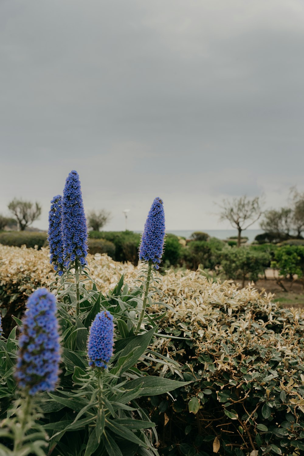 a group of flowers