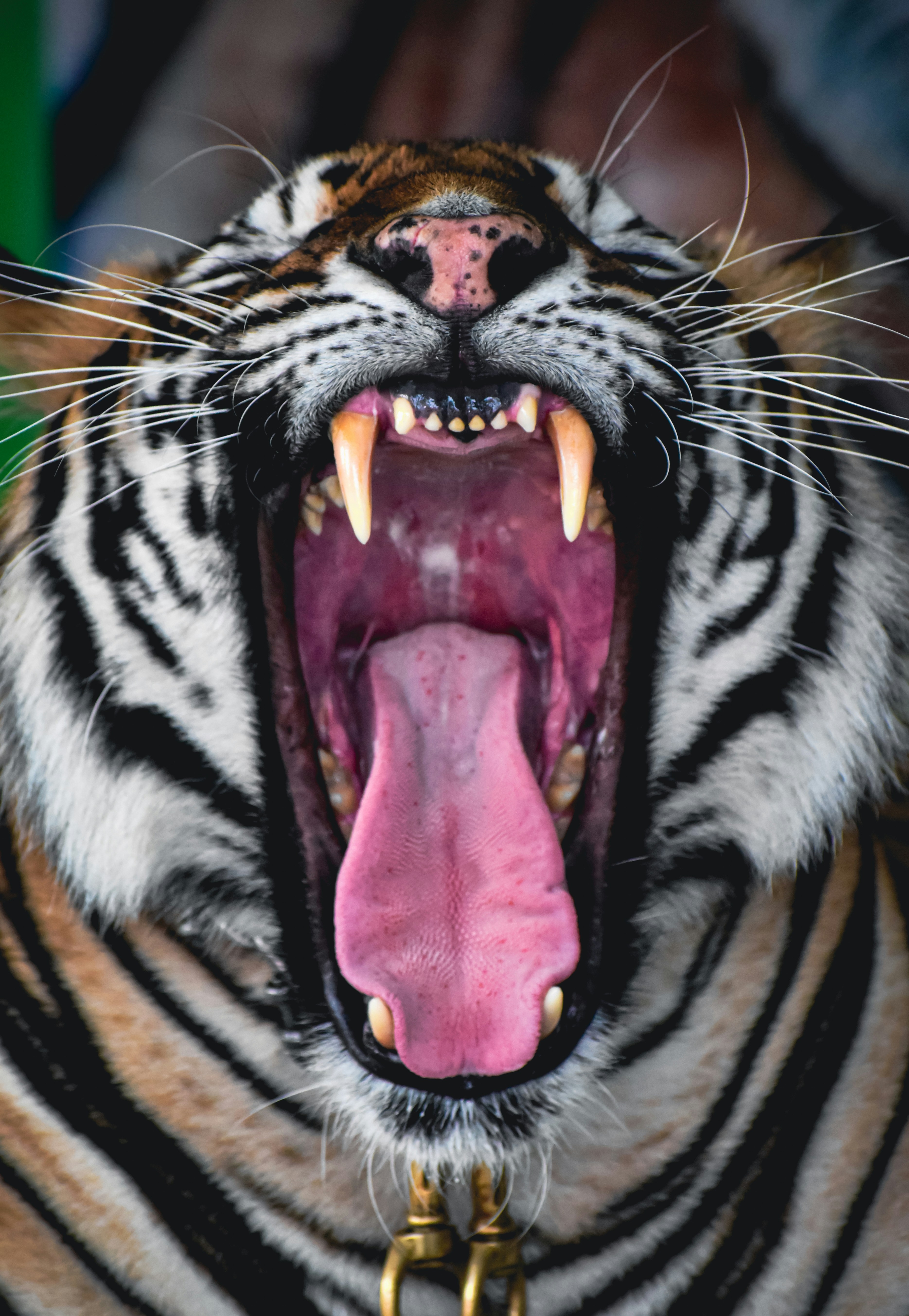 The Saber-Tooth Tiger's Jaw Was a Precision Death Machine (image credits: unsplash)