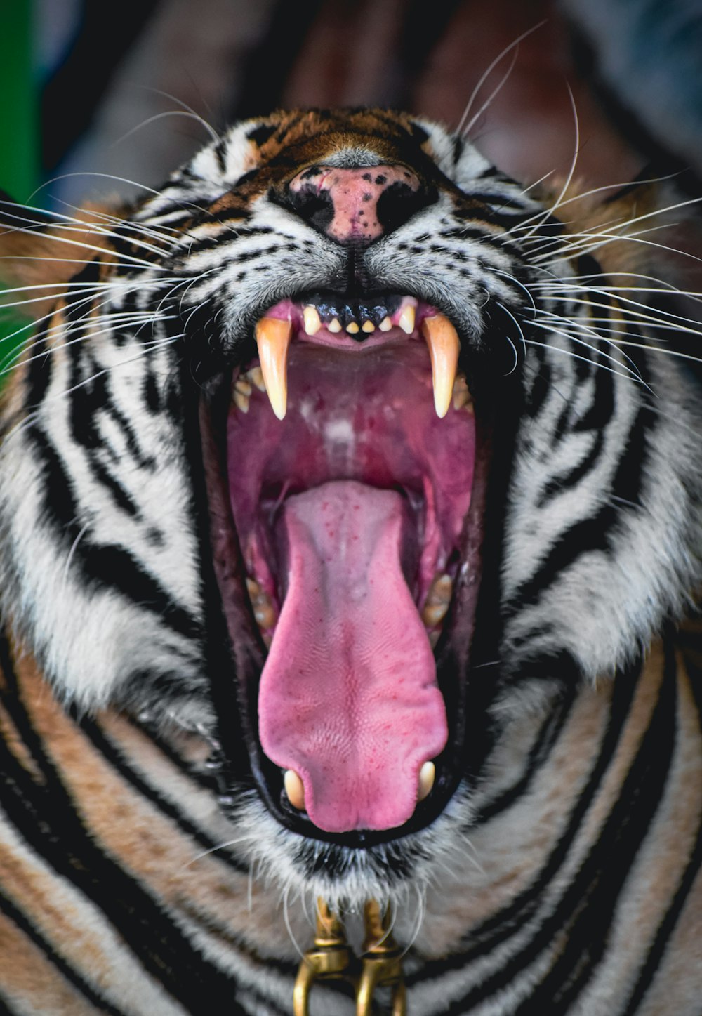 a tiger with its mouth open