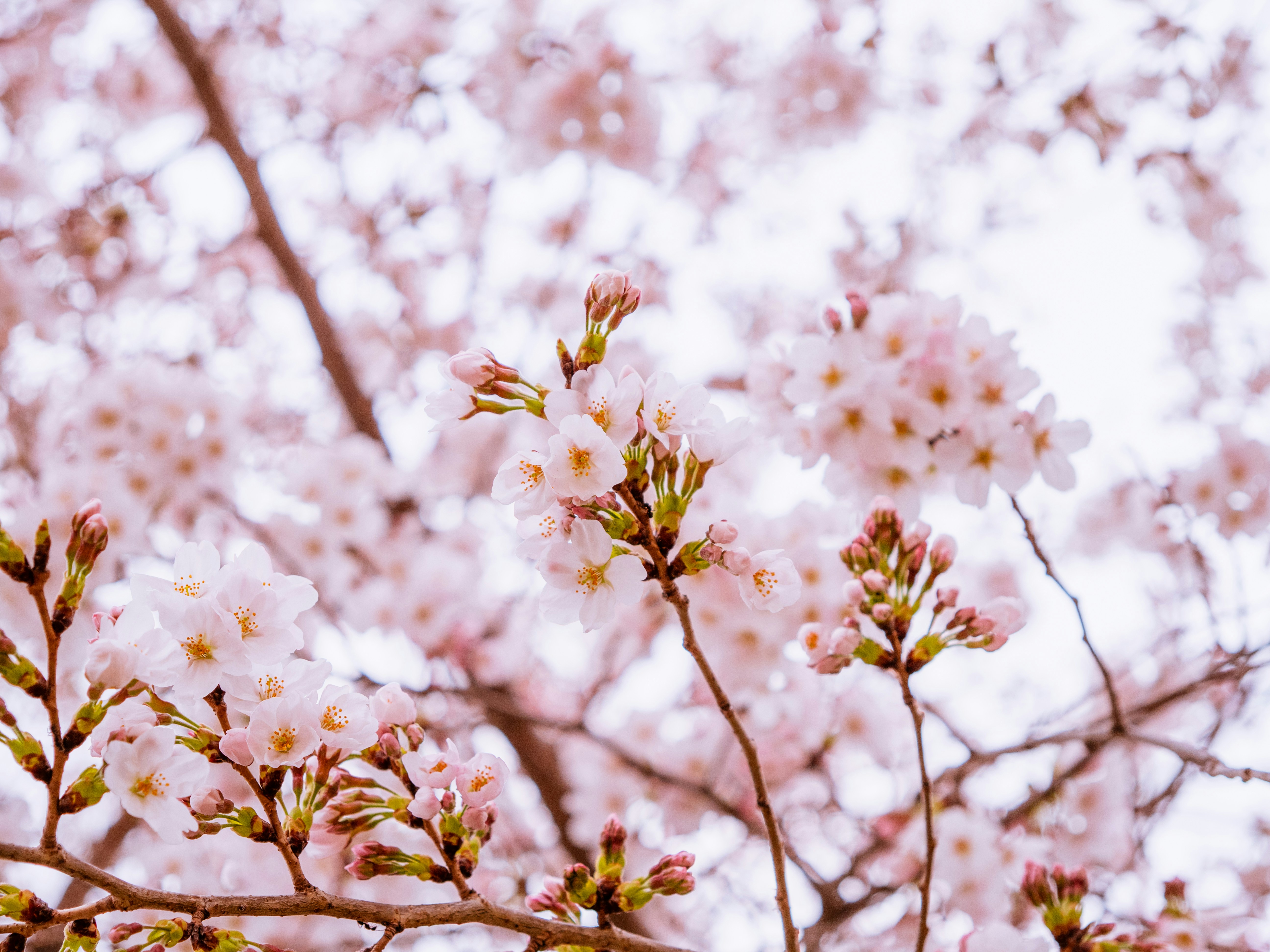 Photo by shellingfordyu