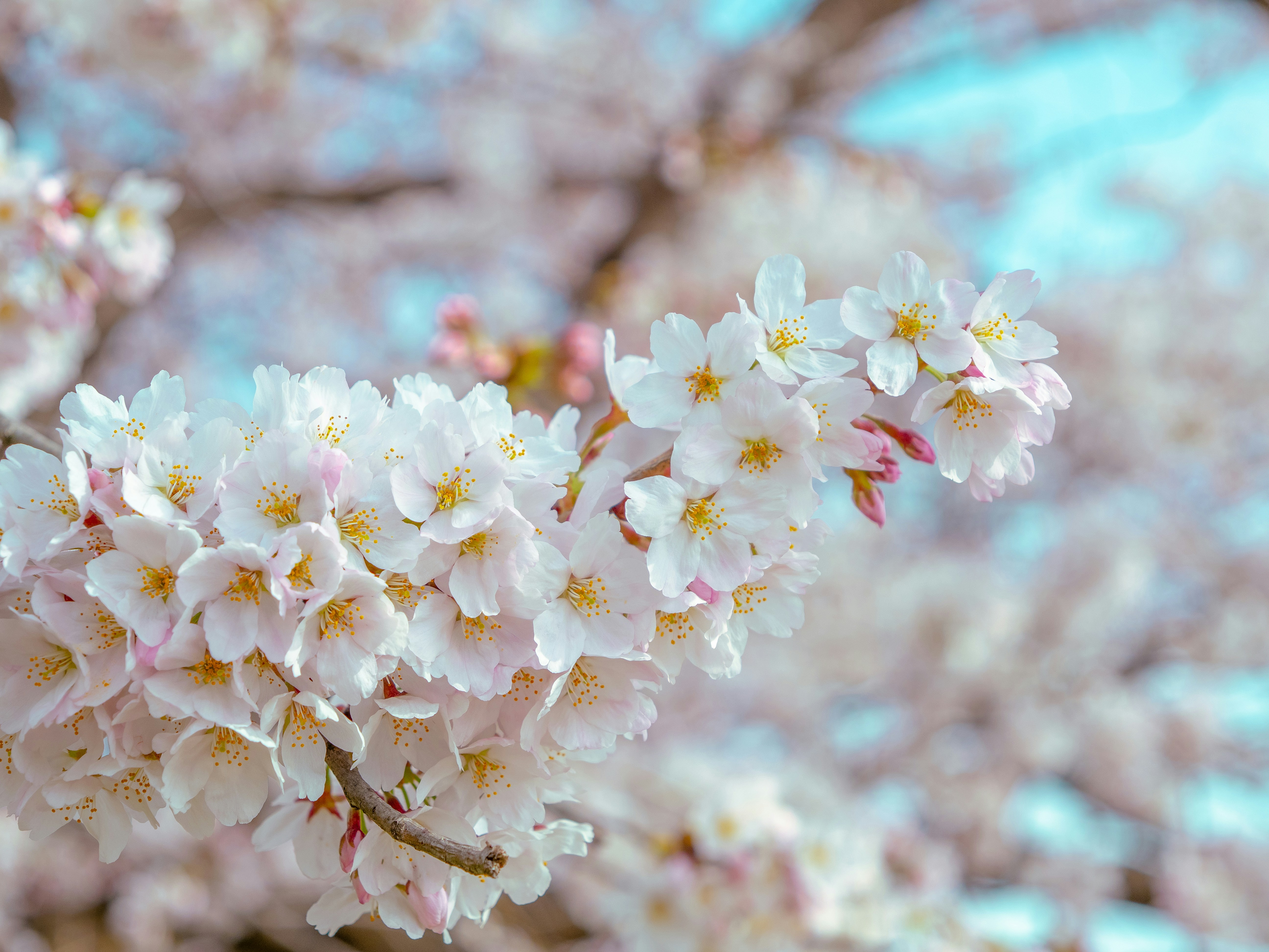 Photo by shellingfordyu