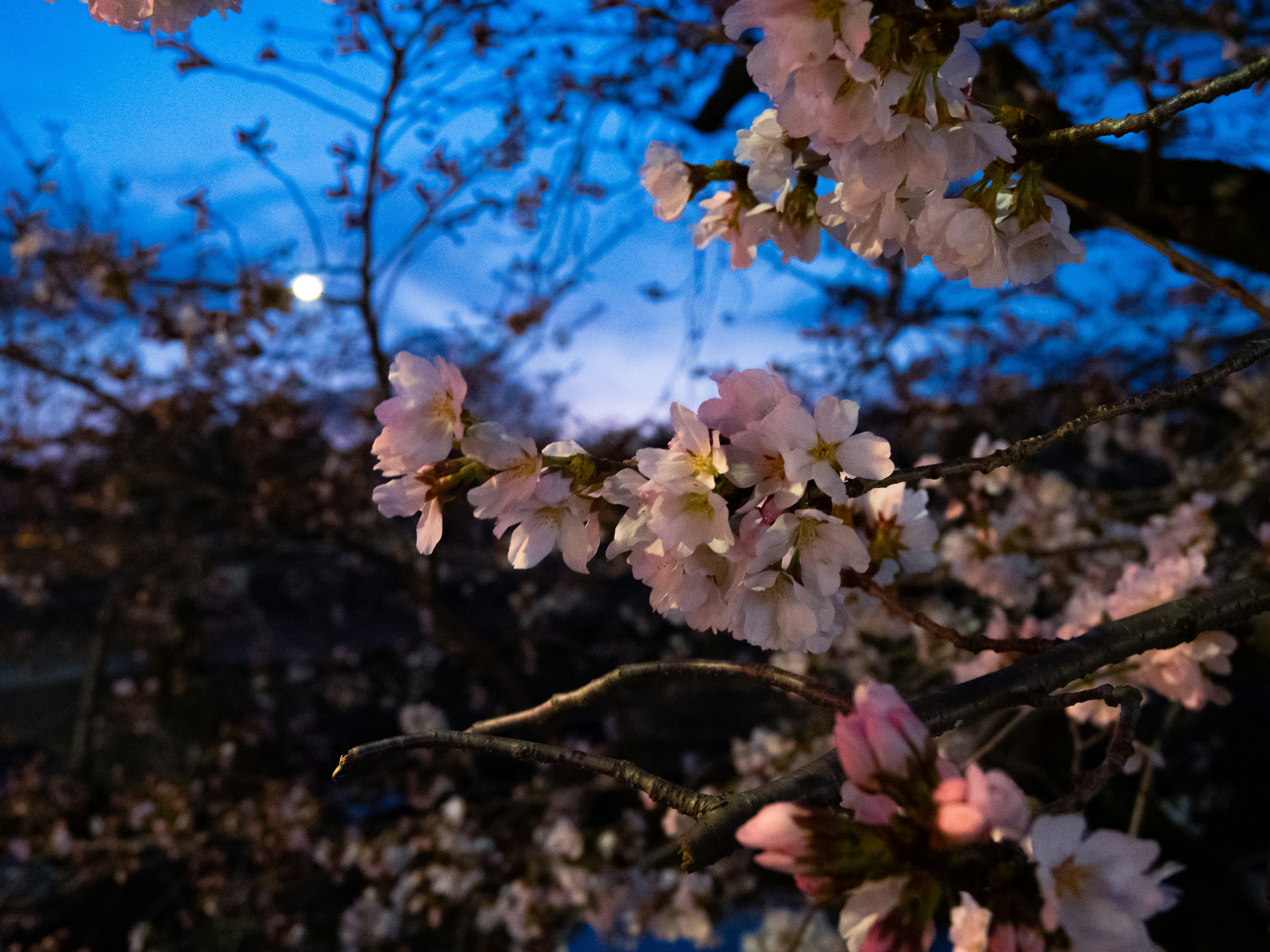 Photo by shellingfordyu