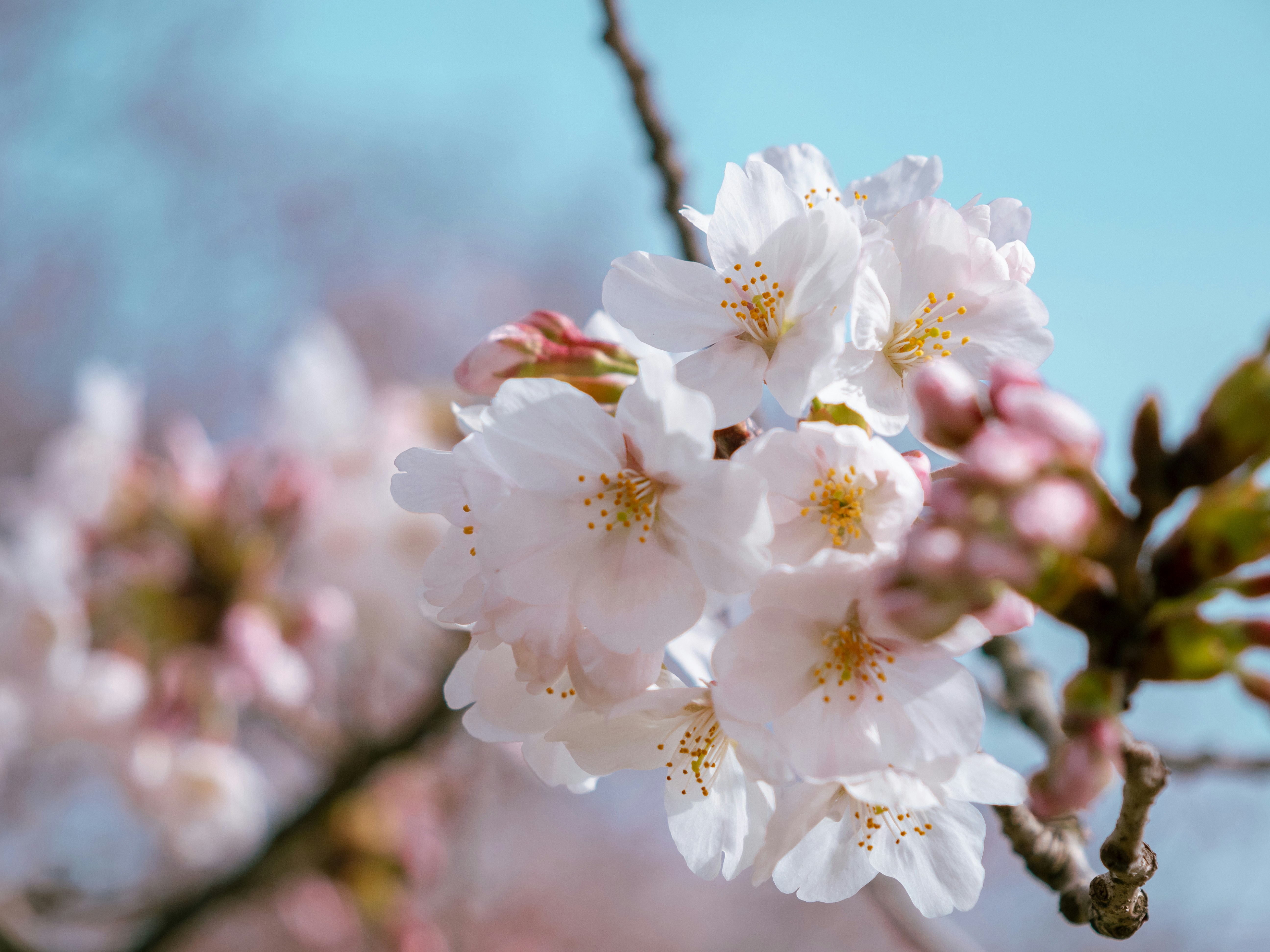 Photo by shellingfordyu