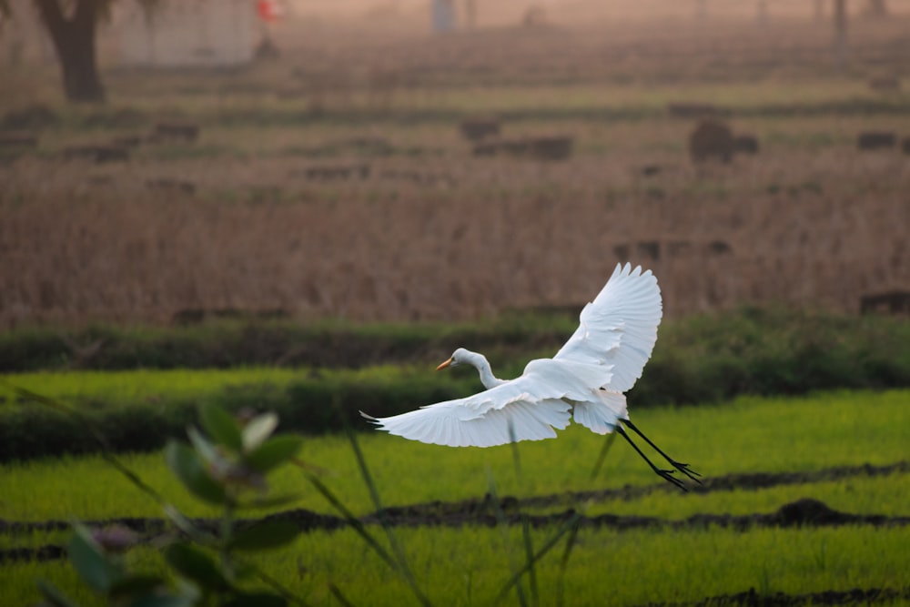 Ein großer weißer Vogel fliegt über ein üppiges grünes Feld