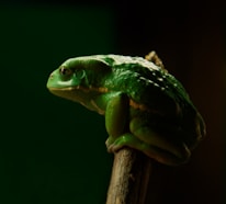 a green frog sitting on top of a wooden stick
