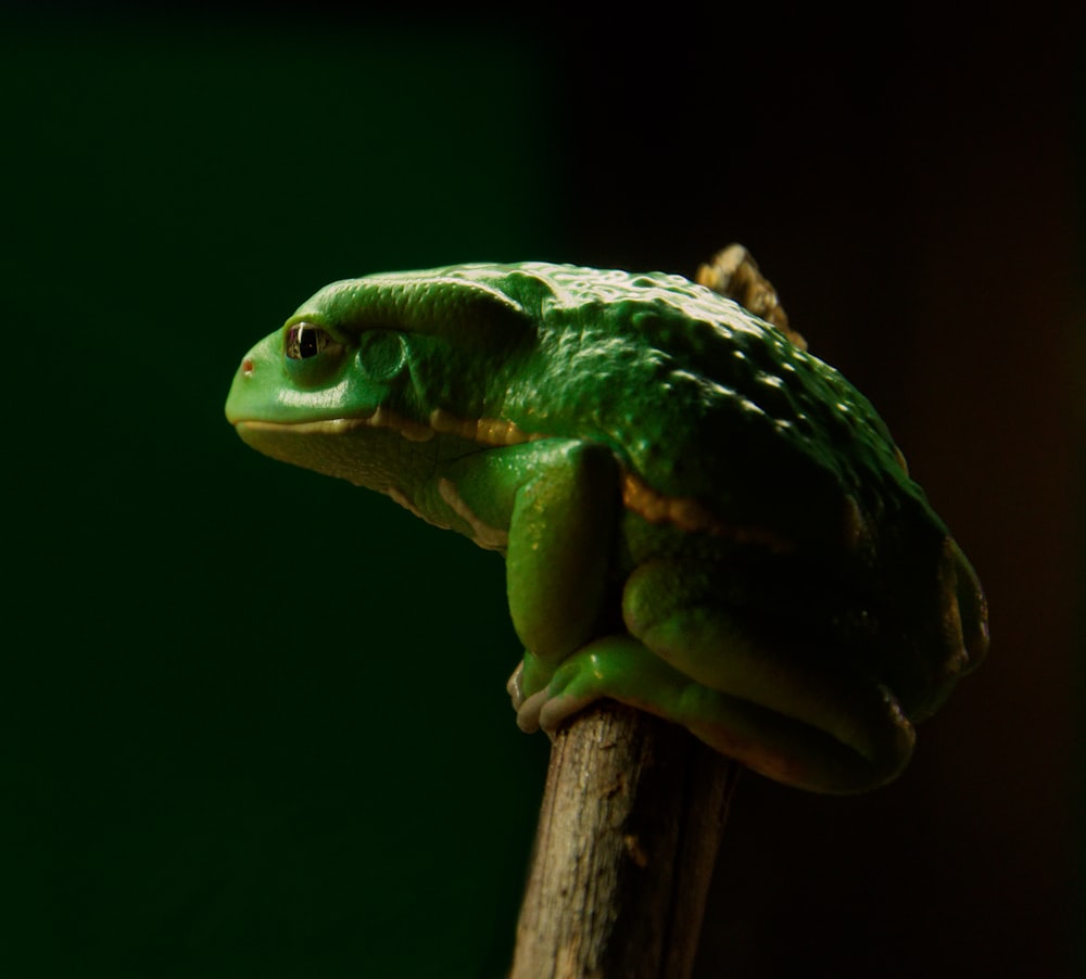 a green frog sitting on top of a wooden stick