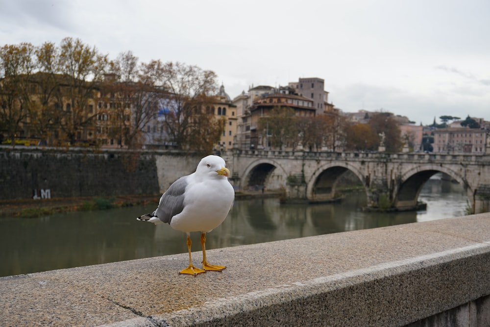 a seagull stands on a ledge overlooking a river